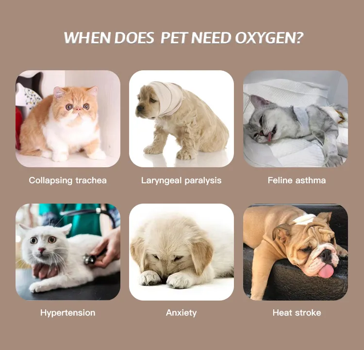 5KW pet o2 (4)